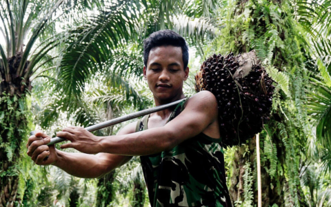 印尼棕榈油爆仓，正在寻求廉价抛售