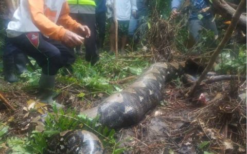 印尼妇女被7米长巨蟒吞噬 画面太惨烈