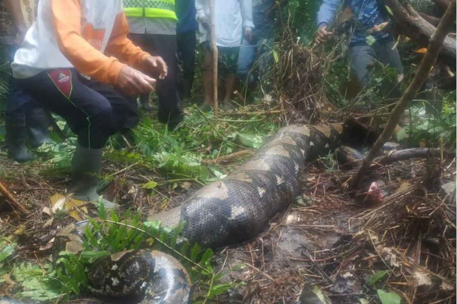 印尼妇女被7米长巨蟒吞噬 画面太惨烈