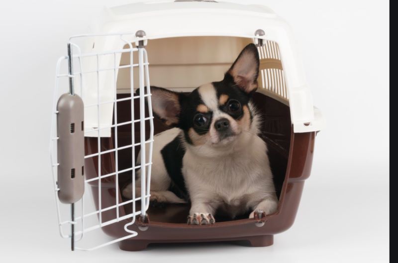 去印尼可带宠物，宠物入境印尼托运要求更新！