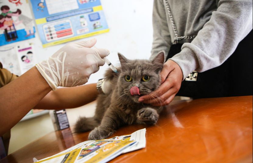 雅加达北部大批流浪猫突然死亡