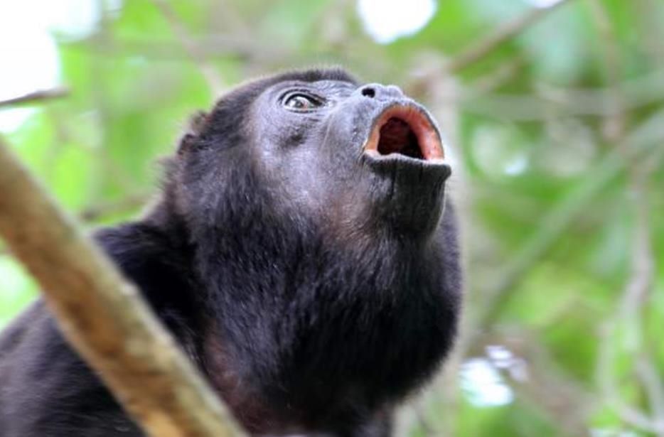 掌柜说: 与印尼人如何沟通之大声说话