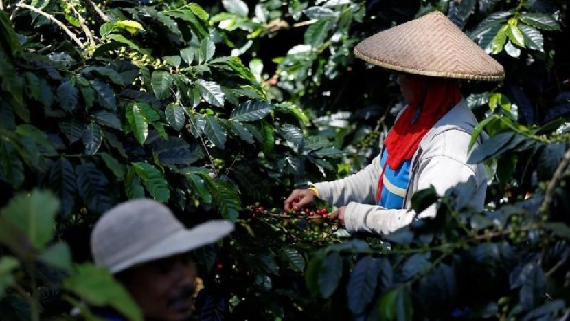 印尼种植园产品出口受欧盟政策限制