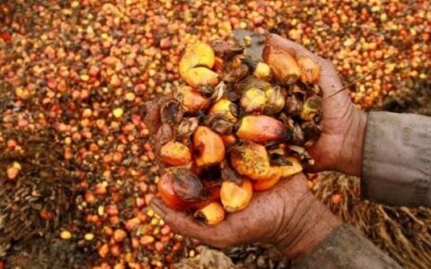 中国成为印尼棕榈油的第一大出口市场