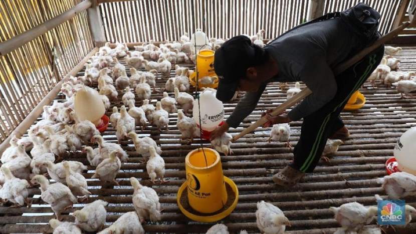 印尼原种鸡价格位居全球第一