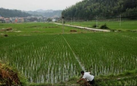 印尼计划从中国进口一百万吨大米