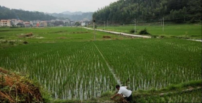 印尼计划从中国进口一百万吨大米