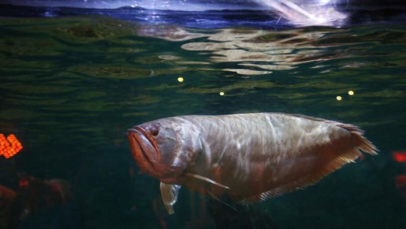 中国消费者对印尼龙鱼情有独钟