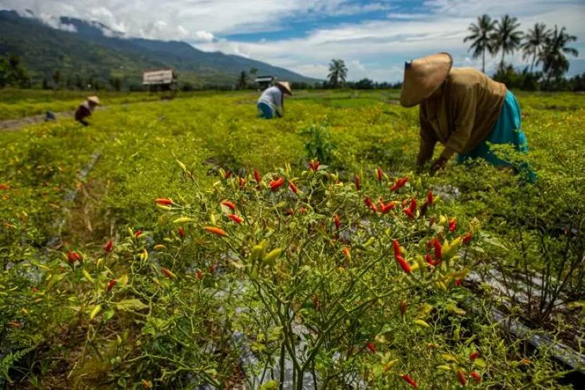 中苏拉威西省农业产业园区招商说明