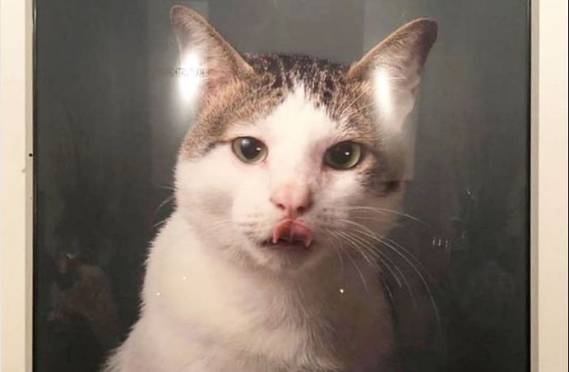 普拉博沃宠物猫拥有6.3万名粉丝