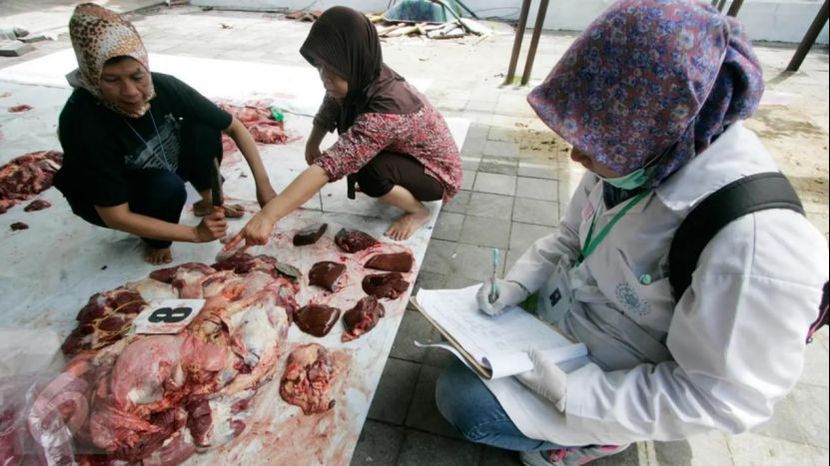 在印尼吃肉或将导致肝衰竭甚至死亡？