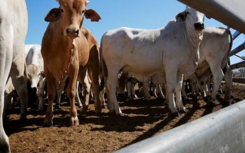 印尼计划进口130万头牛用于免费营养餐