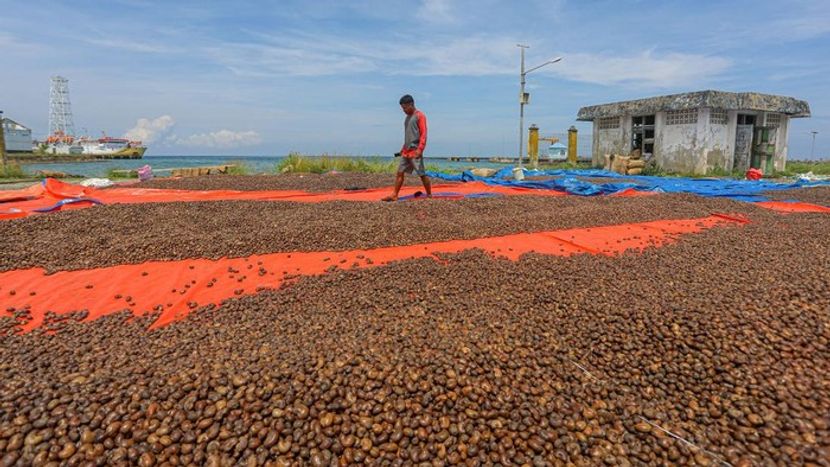 印尼腰果季度营业额超过二十亿盾