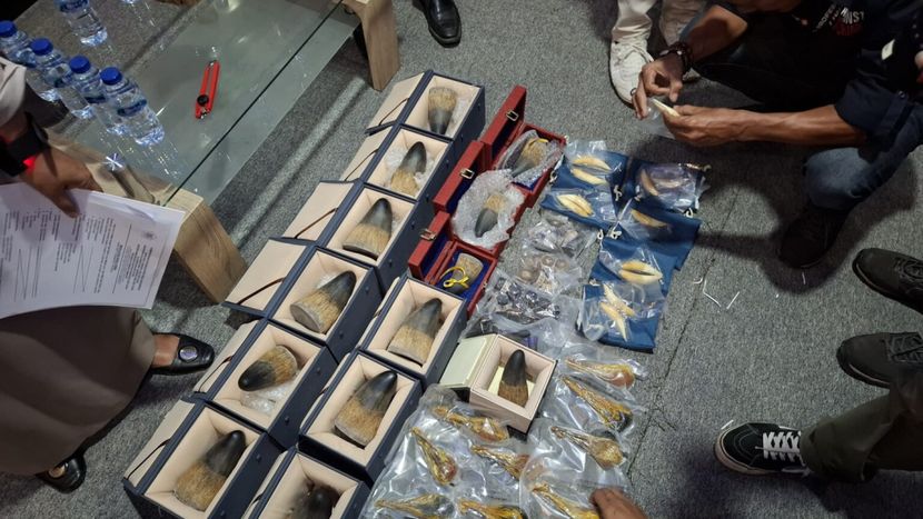 中国公民在印尼走私动物制品或监禁十年