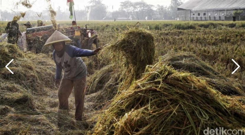 印尼计划向马来西亚出口大米