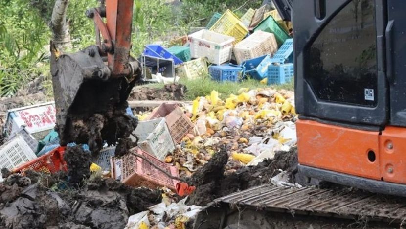 印尼销毁近26吨马来西亚非法进口芒果