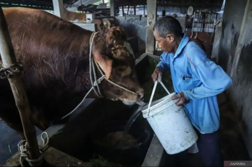 普拉博沃向全国捐赠985头宰牲节祭祀牛