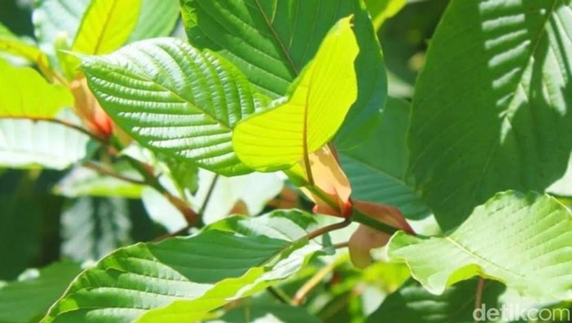 印尼民众希望政府正式支持种植卡痛叶