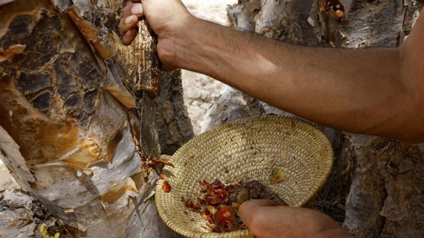 印尼安息香出口持续增加