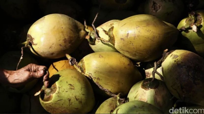 中国积极投资发展印尼椰子下游产业