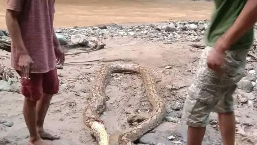 印尼居民睡梦中竟被七米巨蟒狂咬31口