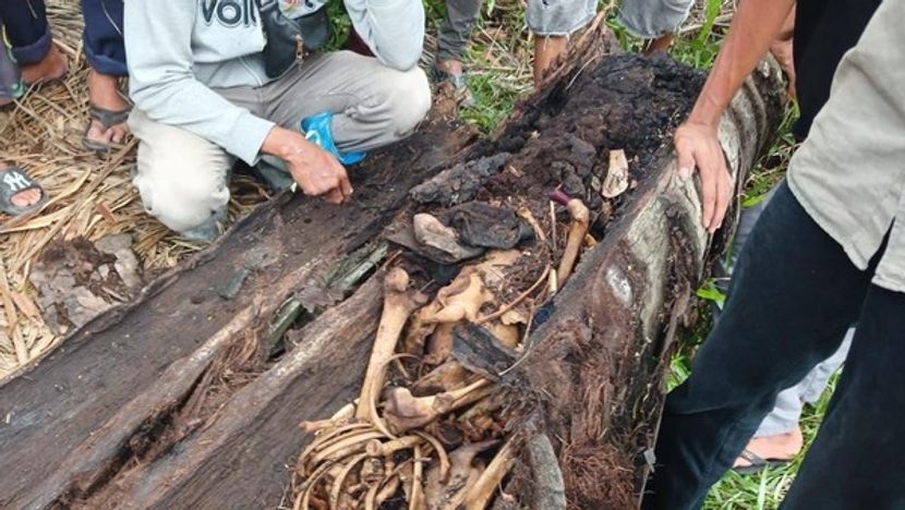 北苏门答腊四年枯树被吹倒后树干惊现人类骸骨
