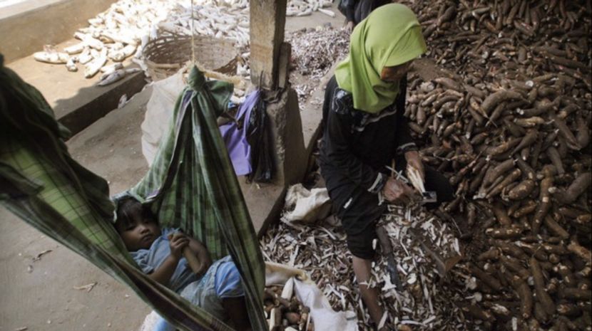 印尼限制木薯乙醇进口以保护农民利益