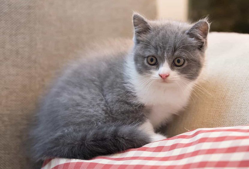 掌柜说：印尼宠物市场机会如何？