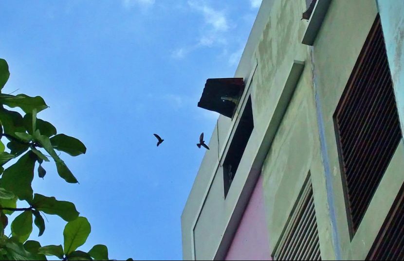 全球八成燕窝产自印尼RLCO与NEST双雄路径分化