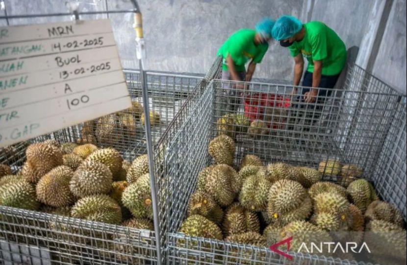 印尼向中国出口48吨冷冻榴莲