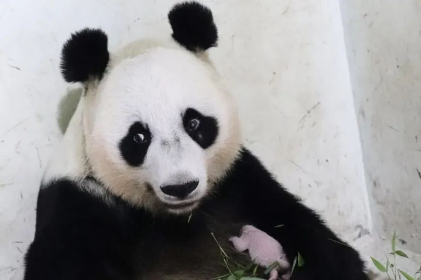 普拉博沃命名印尼首只熊猫幼崽Rio