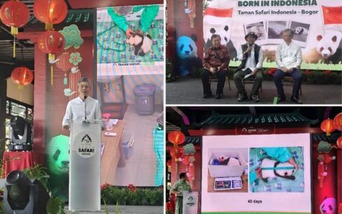 王鲁彤大使出席印尼新生大熊猫幼仔媒体发布会