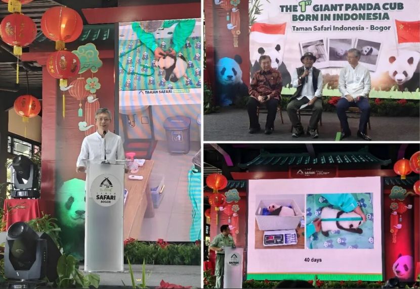 王鲁彤大使出席印尼新生大熊猫幼仔媒体发布会