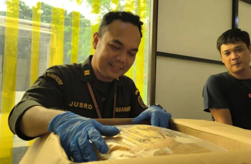 印尼2吨干飞鱼籽出口中国