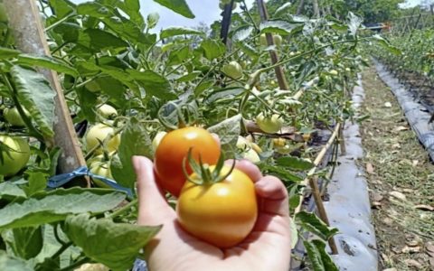 印尼官方推动中国商会与印尼农村合作社联动