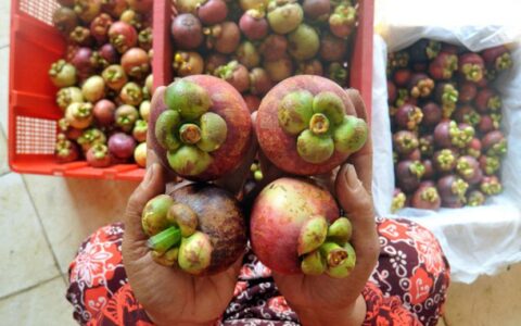 巴厘岛山竹中国市场出口量激增