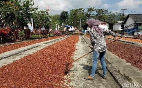 印尼可可出口量持续增长，扩产提质深耕深加工