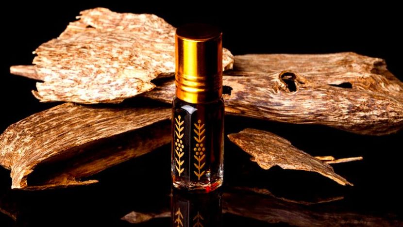 印尼沉香价比黄金广受海外欢迎