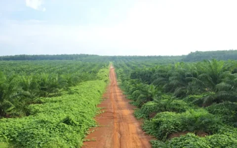 棕榈油与煤炭价格推高利好印尼