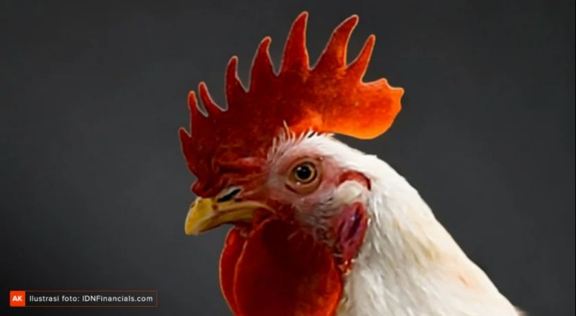 印尼家禽巨头JPFA净利润突破4万亿盾